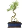 Junischnee, Bonsai, 12 Jahre, 51cm 2 Junischnee, Bonsai, 12 Jahre, 51cm -Empfohlener Shop für Topfpflanzen iserfoe121 35