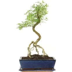 Junischnee, Bonsai, 12 Jahre, 51cm