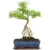 Junischnee, Bonsai, 12 Jahre, 48cm -Empfohlener Shop für Topfpflanzen iserfoe121 36