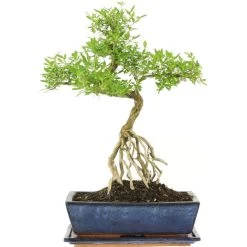 Junischnee, Bonsai, 12 Jahre, 48cm