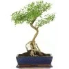 Junischnee, Bonsai, 12 Jahre, 50cm -Empfohlener Shop für Topfpflanzen iserfoe121 37
