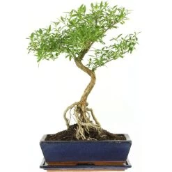 Junischnee, Bonsai, 12 Jahre, 50cm