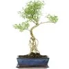 Junischnee, Bonsai, 12 Jahre, 56cm 2 Junischnee, Bonsai, 12 Jahre, 56cm -Empfohlener Shop für Topfpflanzen iserfoe121 47