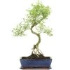 Junischnee, Bonsai, 12 Jahre, 57cm -Empfohlener Shop für Topfpflanzen iserfoe121 60