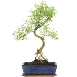 Junischnee, Bonsai, 12 Jahre, 57cm