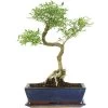 Junischnee, Bonsai, 12 Jahre, 48cm -Empfohlener Shop für Topfpflanzen iserfoe121 61