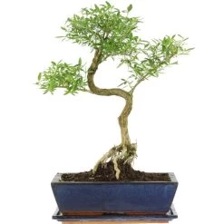 Junischnee, Bonsai, 12 Jahre, 48cm