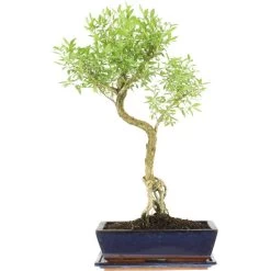 Junischnee, Bonsai, 12 Jahre, 60cm