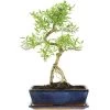 Junischnee, Bonsai, 12 Jahre, 49cm -Empfohlener Shop für Topfpflanzen iserfoe121 75