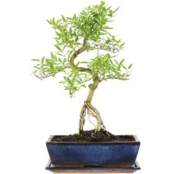 Junischnee, Bonsai, 12 Jahre, 49cm