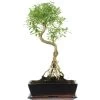 Junischnee, Bonsai, 12 Jahre, 55cm -Empfohlener Shop für Topfpflanzen iserfoe121 83