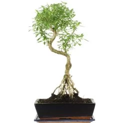 Junischnee, Bonsai, 12 Jahre, 55cm