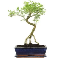 Junischnee, Bonsai, 12 Jahre, 50cm