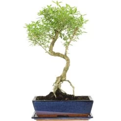 Junischnee, Bonsai, 12 Jahre, 51cm