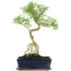 Junischnee, Bonsai, 12 Jahre, 53cm -Empfohlener Shop für Topfpflanzen iserfoe121 87