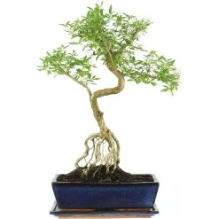 Junischnee, Bonsai, 12 Jahre, 53cm