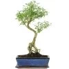 Junischnee, Bonsai, 12 Jahre, 54cm -Empfohlener Shop für Topfpflanzen iserfoe121 89