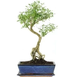Junischnee, Bonsai, 12 Jahre, 54cm