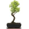 Kirschmyrte, Bonsai, 11 Jahre, 43cm 1 Kirschmyrte, Bonsai, 11 Jahre, 43cm -Empfohlener Shop für Topfpflanzen isyzbux111 09
