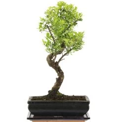 Kirschmyrte, Bonsai, 11 Jahre, 43cm