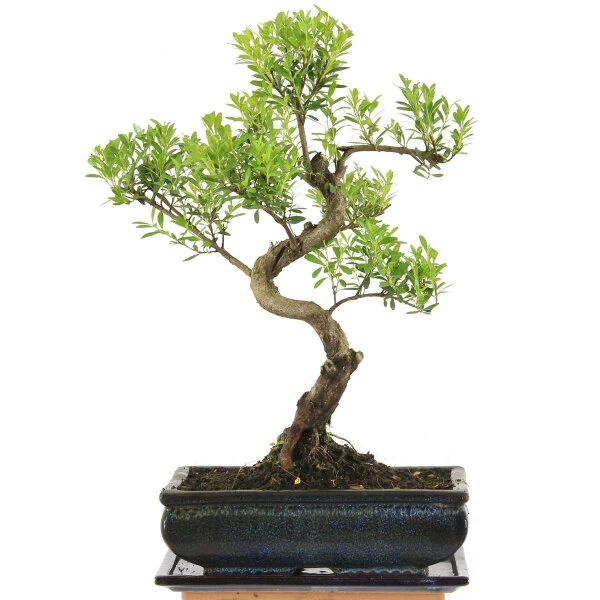 Kirschmyrte, Bonsai, 11 Jahre, 43cm 3 Kirschmyrte, Bonsai, 11 Jahre, 43cm