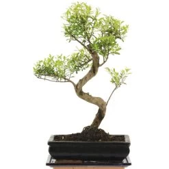 Kirschmyrte, Bonsai, 11 Jahre, 44cm