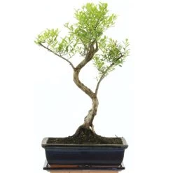 Kirschmyrte, Bonsai, 11 Jahre, 47cm