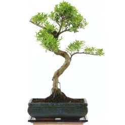Kirschmyrte, Bonsai, 11 Jahre, 46cm