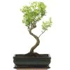 Kirschmyrte, Bonsai, 11 Jahre, 42cm -Empfohlener Shop für Topfpflanzen isyzbux111 29