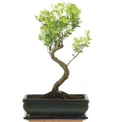 Kirschmyrte, Bonsai, 11 Jahre, 42cm