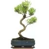 Kirschmyrte, Bonsai, 11 Jahre, 45cm -Empfohlener Shop für Topfpflanzen isyzbux111 30