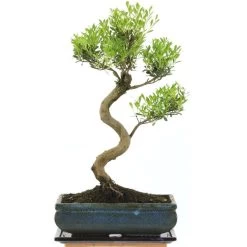 Kirschmyrte, Bonsai, 11 Jahre, 45cm
