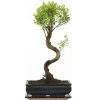 Kirschmyrte, Bonsai, 11 Jahre, 48cm -Empfohlener Shop für Topfpflanzen isyzbux111 33