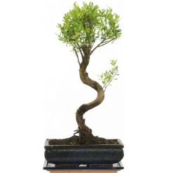 Kirschmyrte, Bonsai, 11 Jahre, 48cm
