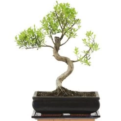 Kirschmyrte, Bonsai, 11 Jahre, 39cm