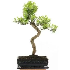 Kirschmyrte, Bonsai, 11 Jahre, 49cm