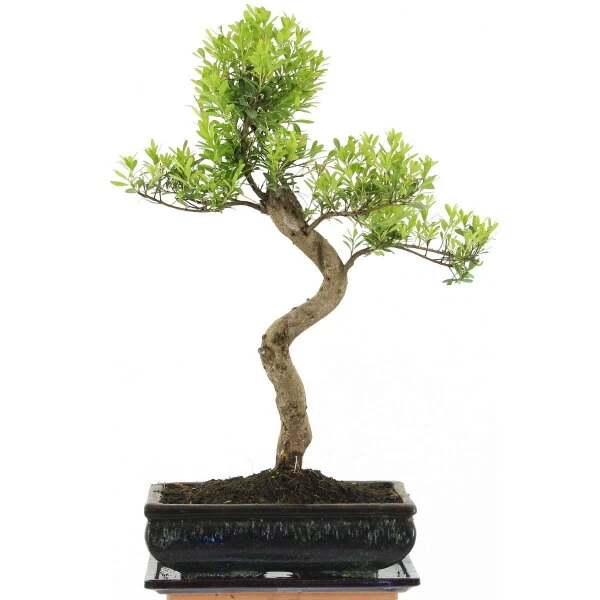 Kirschmyrte, Bonsai, 11 Jahre, 49cm 3 Kirschmyrte, Bonsai, 11 Jahre, 49cm