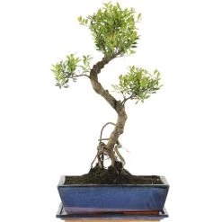 Kirschmyrte, Bonsai, 12 Jahre, 52cm