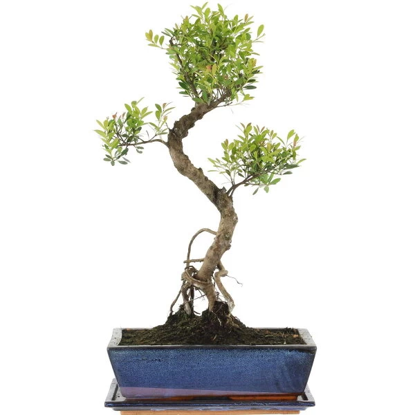 Kirschmyrte, Bonsai, 12 Jahre, 52cm 3 Kirschmyrte, Bonsai, 12 Jahre, 52cm