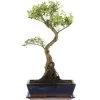 Kirschmyrte, Bonsai, 12 Jahre, 55cm -Empfohlener Shop für Topfpflanzen isyzbux121 08