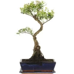 Kirschmyrte, Bonsai, 12 Jahre, 55cm
