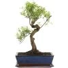 Kirschmyrte, Bonsai, 12 Jahre, 45cm -Empfohlener Shop für Topfpflanzen isyzbux121 10
