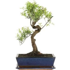 Kirschmyrte, Bonsai, 12 Jahre, 45cm