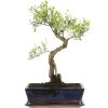 Kirschmyrte, Bonsai, 12 Jahre, 48cm -Empfohlener Shop für Topfpflanzen isyzbux121 11