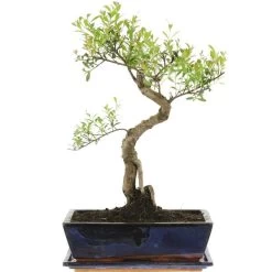 Kirschmyrte, Bonsai, 12 Jahre, 48cm