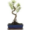 Kirschmyrte, Bonsai, 12 Jahre, 50cm -Empfohlener Shop für Topfpflanzen isyzbux121 12