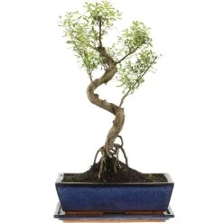 Kirschmyrte, Bonsai, 12 Jahre, 50cm