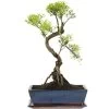 Kirschmyrte, Bonsai, 12 Jahre, 49cm -Empfohlener Shop für Topfpflanzen isyzbux121 14
