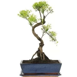Kirschmyrte, Bonsai, 12 Jahre, 49cm