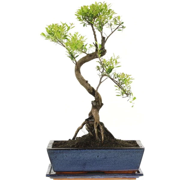Kirschmyrte, Bonsai, 12 Jahre, 49cm 3 Kirschmyrte, Bonsai, 12 Jahre, 49cm
